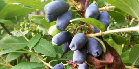 Gerdov orlovi nokti: opis sorte, fotografije, oprašivači i recenzije